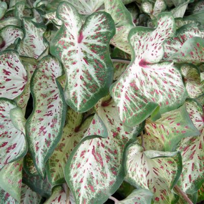 It’s time for the caladium festival in Lake Placid!
