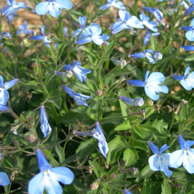 True Blue Lobelia for Winter Color in Your garden