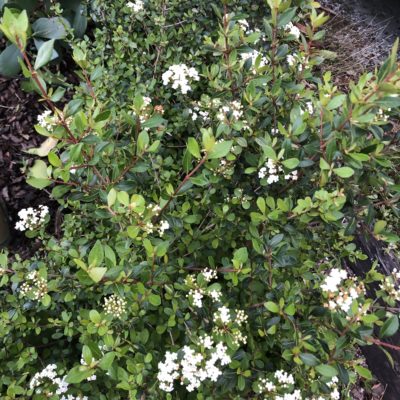 Walter’s Viburnum for the Landscape and Native Gardens