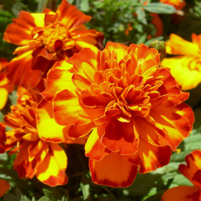 Marigolds for bright color as the weather changes