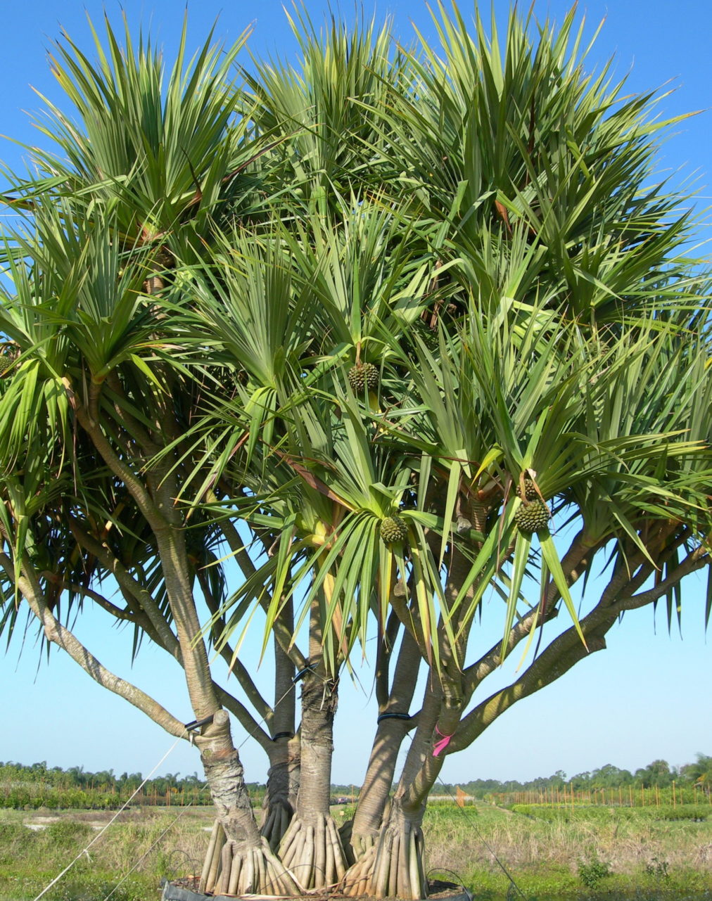 screw-pines-are-worth-the-mess-great-tree-for-florida