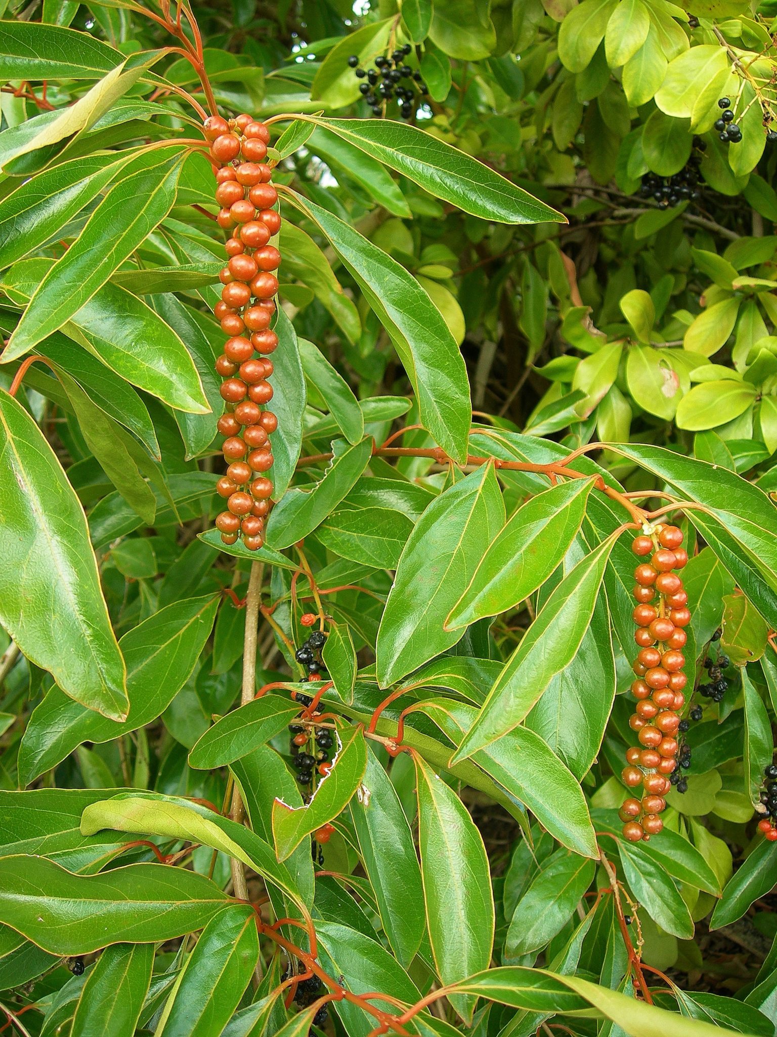 Fiddlewood, a pretty shrub for the landscape - Yard Doc Carol