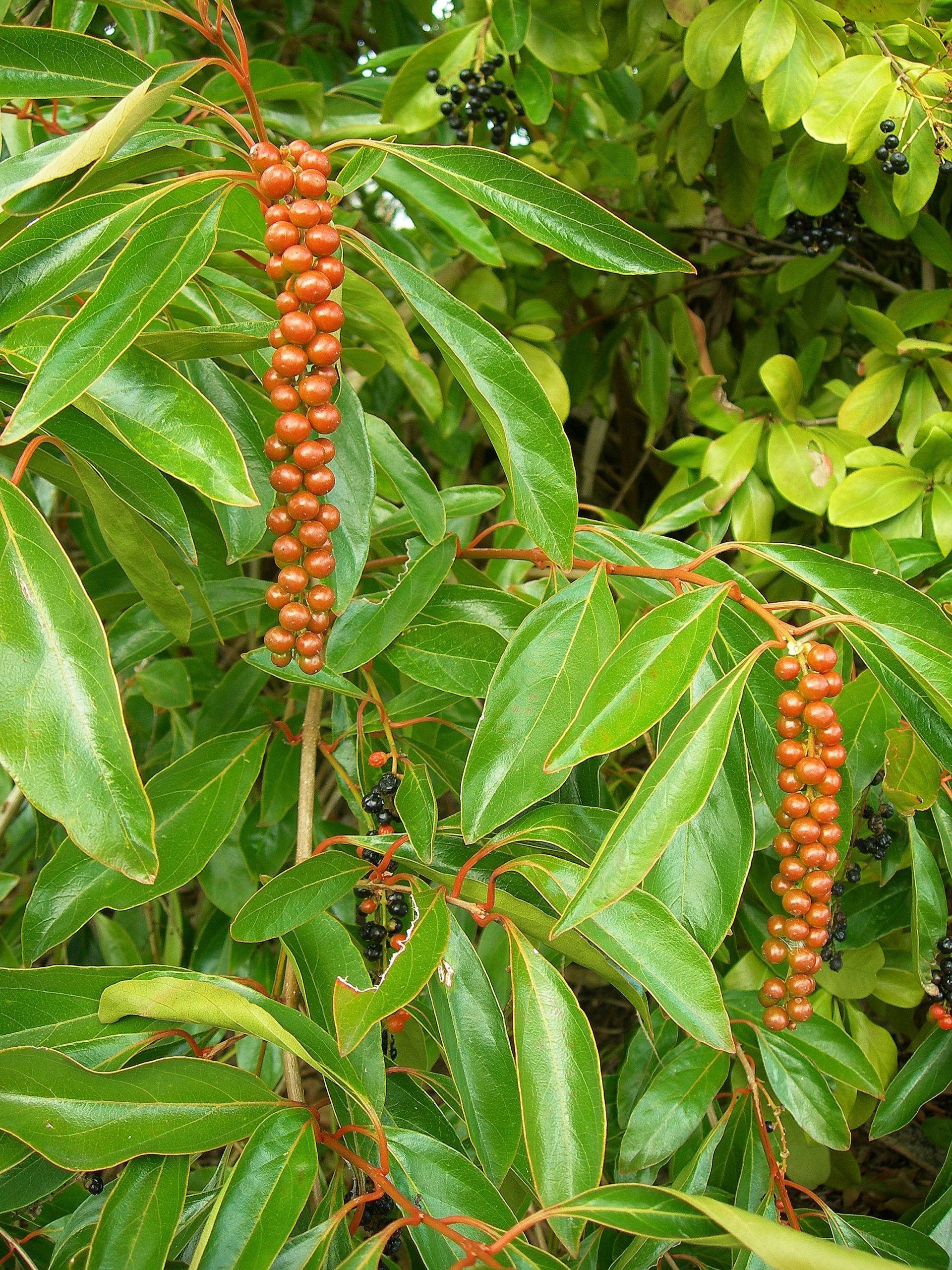 Fiddleback Tree Fiddlewood, a pretty shrub for the landscape - Yard Doc Carol