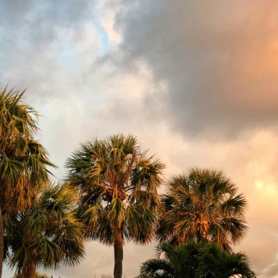 Prune palms right for storm safety