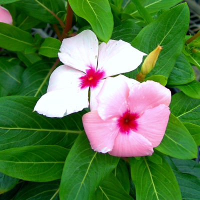Periwinkles provide excellent color in hot summer gardens