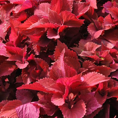 Coleus for lively color in the sun and shade