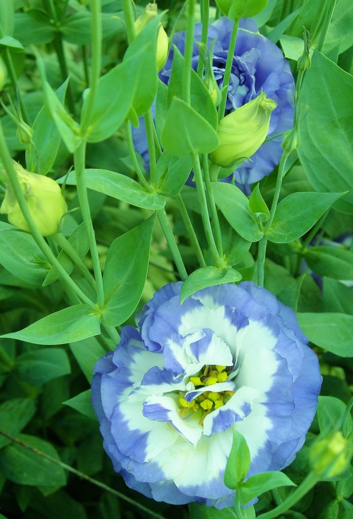 Blue Flowers for the Summer Garden