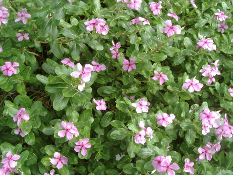 Periwinkles provide excellent color in summer gardens Yard Doc Carol