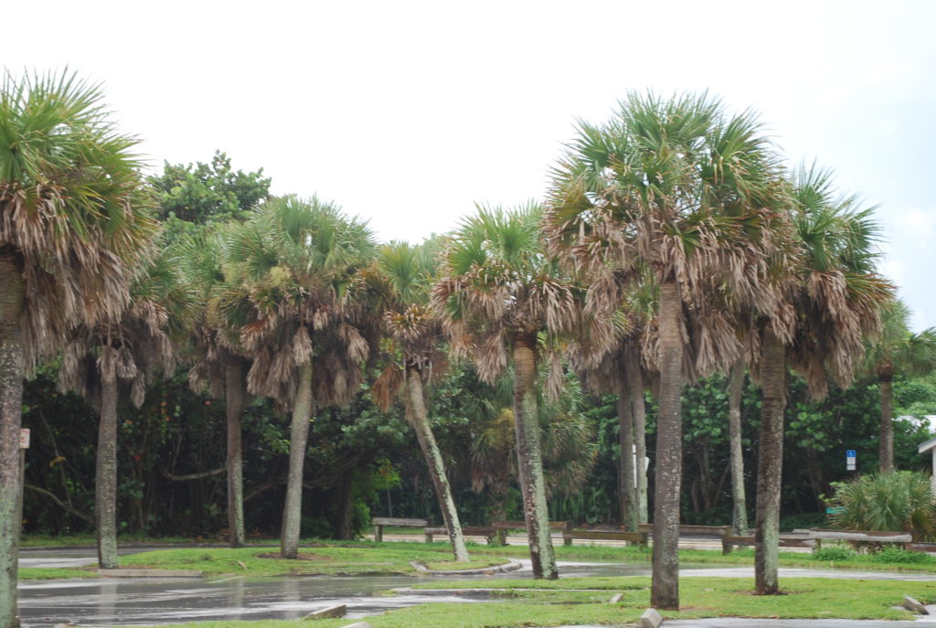 Plant and prune trees right for best results during hurricane season