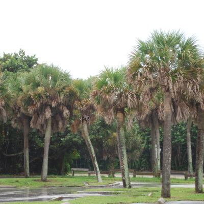 Plant and prune trees right for best results during hurricane season