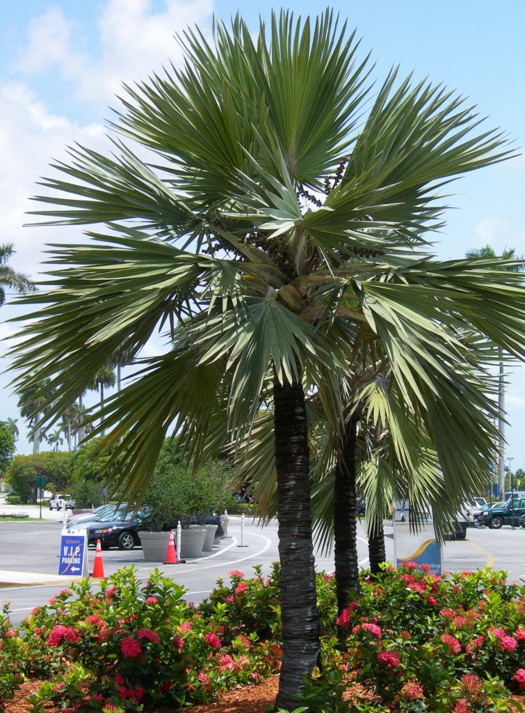 Prune palms right for storm safety