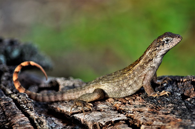 Curly-tailed Lizards Invade