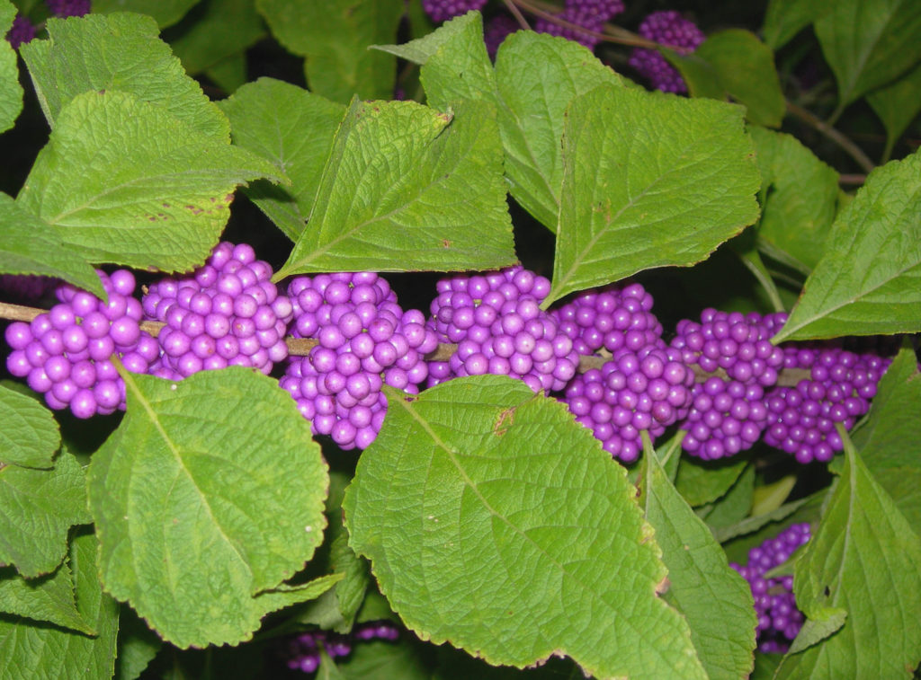 Plant Beautyberry for the landscape and wildlife