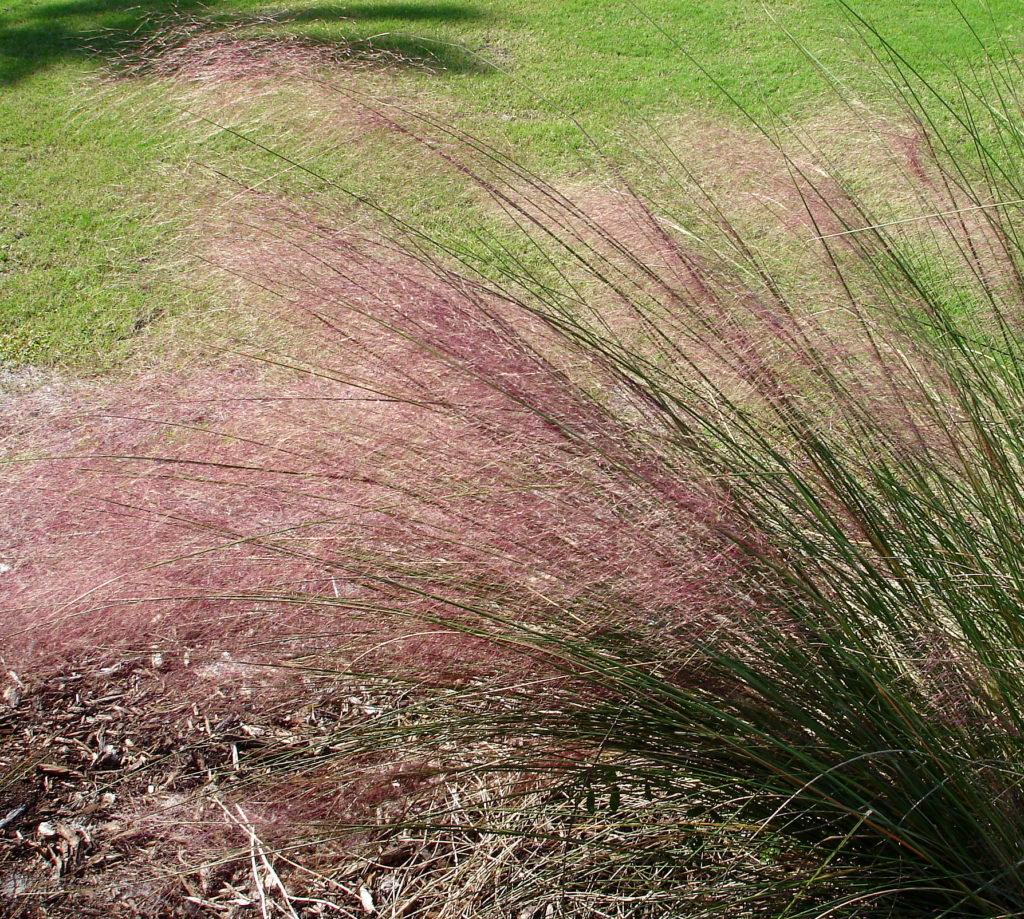 Ornamental grasses add movement and golden hues to the landscape