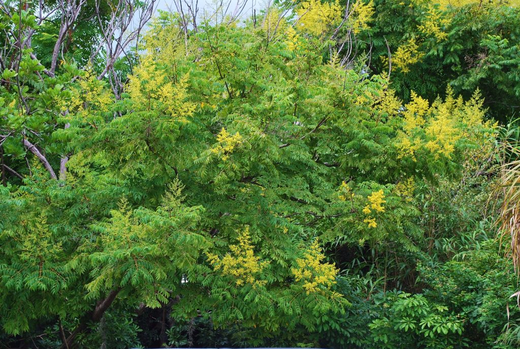Golden rain tree is messy, brittle, and can be invasive