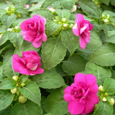 Top tip list of the do’s and don’ts about planting impatiens