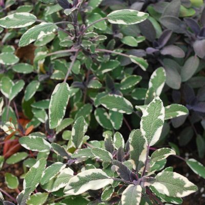 Sage for growing in the landscape and use in the kitchen