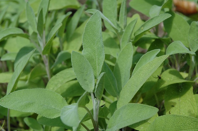 Sage for the kitchen