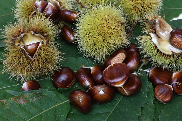 Roasted Chestnuts the stars of the holidays