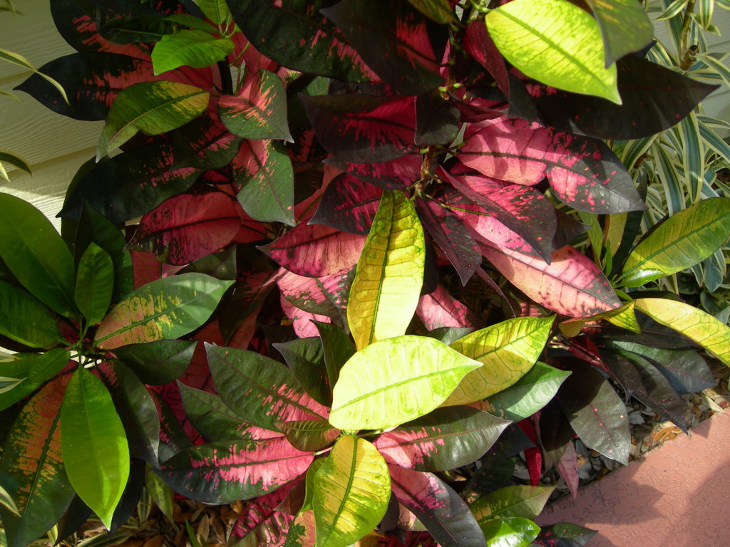 Crotons are great plants for outside and interior gardens