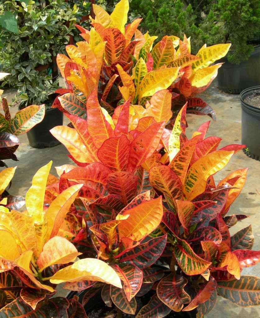 Crotons are great plants for outside and interior gardens
