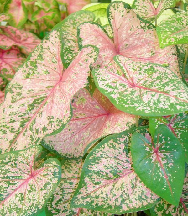 It's time for the caladium festival in Lake Placid! Yard Doc Carol