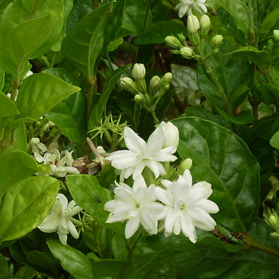 A gift of jasmine for mom and her garden