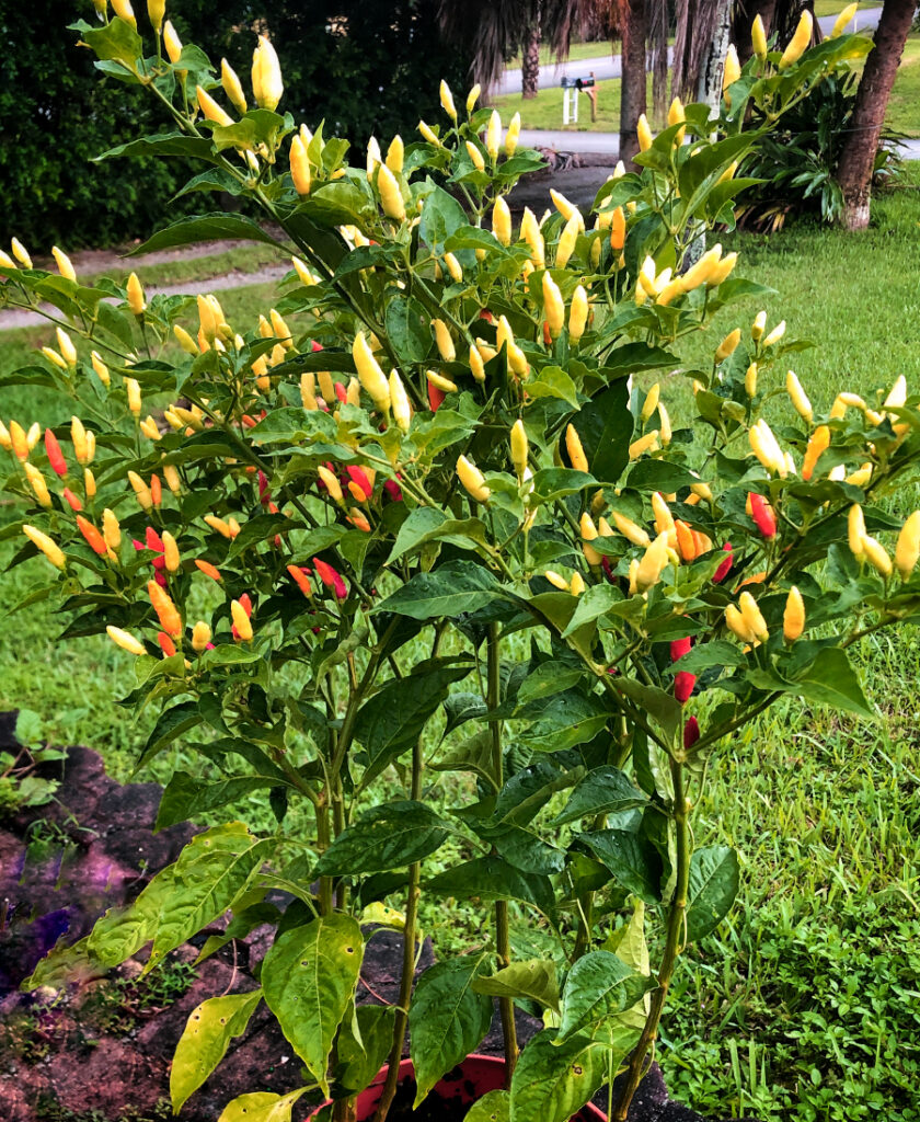 Hot peppers in the landscape