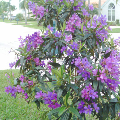 Grow Tibouchina in the Landscape