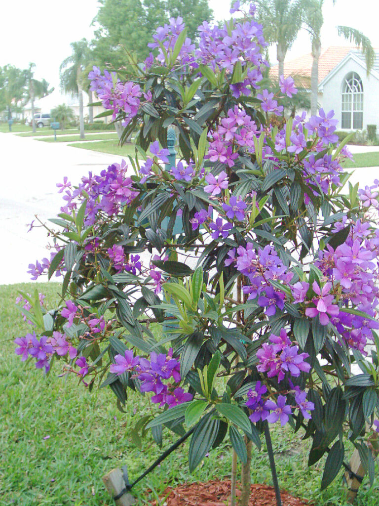 Grow tibouchina in the landscape