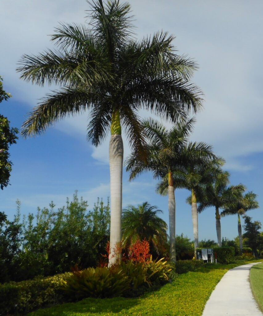 Royal palm street trees