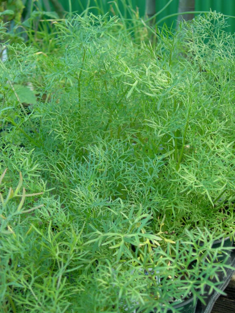 Plant cilantro when weather cools