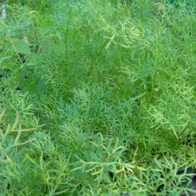 Veggie season approaches – plant cilantro