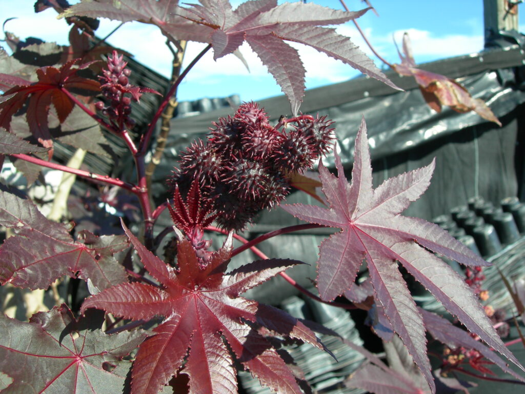 Castor Bean is used in some areas as an ornamental.