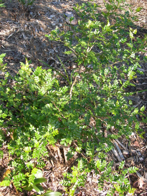 Dog-proof plants and mailbox landscaping - Yard Doc Carol