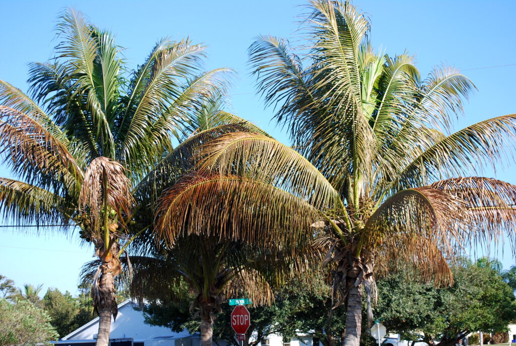 Coconut palms are susceptable to damage from freezing temperatures.