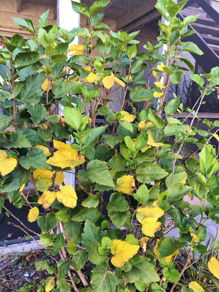 Changes in temperature and water make Hibiscus leaves yellow