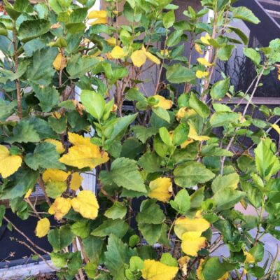 Changes in weather make Hibiscus leaves yellow