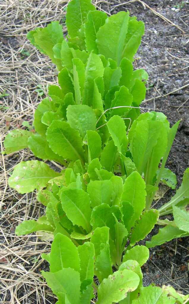 Romaine lettuce isa tasty addition to cool season gardens.