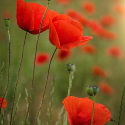 Red Poppies for Remembrance and the Garden