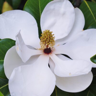 Considerations About Pruning Southern Magnolia
